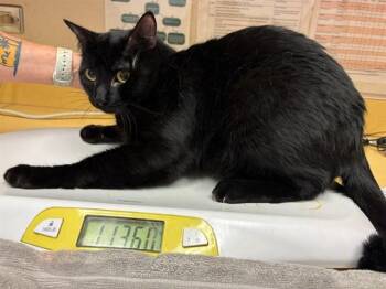 LOVER -  Domestic Short Hair Cat for Adoption in Colorado Springs, Colorado - LOVER | PetCurious