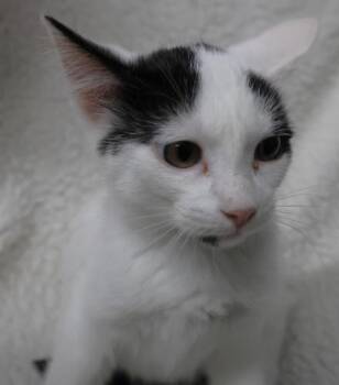 Bertha -  Domestic Long Hair Cat for Adoption in Thief River Falls, Minnesota - Bertha | PetCurious