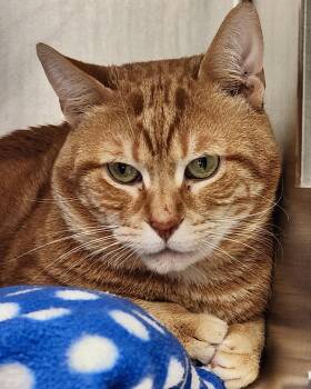 Domestic Short Hair Cats Available for Adoption in Oakland, California - Lincoln | PetCurious