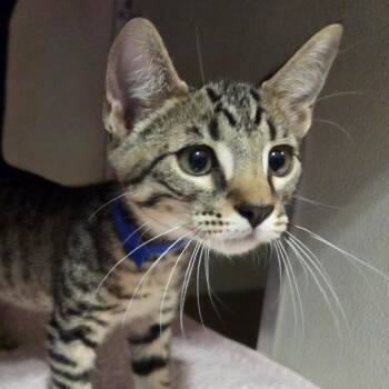 American Shorthair Cats Available for Adoption - Reef | PetCurious