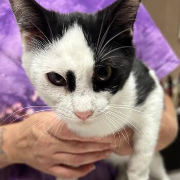 The Two Headed Nightingale -  Domestic Short Hair Cat for Adoption in Newport, North Carolina - The Two Headed Nightingale | PetCurious
