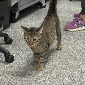 Boogie -  Domestic Short Hair Cat for Adoption in Dearborn, Michigan - Boogie | PetCurious