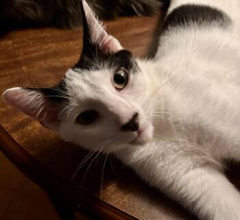 Paulie -  Domestic Short Hair Cat for Adoption in Fayetteville, North Carolina - Paulie | PetCurious