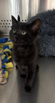 Domestic Short Hair Cats Available for Adoption in Fort Lupton, Colorado - Honey IL | PetCurious
