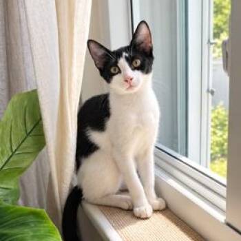Comet -  Domestic Short Hair Cat for Adoption in Miami, Florida - Comet | PetCurious