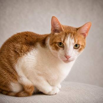 Domestic Short Hair Cats Available for Adoption in Miami, Florida - Bustelo | PetCurious