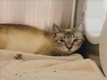 Domestic Short Hair Cats Available for Adoption in Conroe, Texas - A426773 | PetCurious