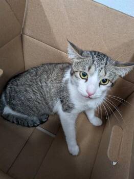 CATLIN -  Domestic Short Hair Cat for Adoption in St. Peters, Missouri - CATLIN | PetCurious