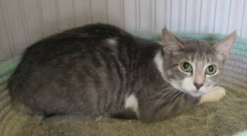 Rescue Domestic Short Hair Cats for Adoption in West Memphis, Arkansas - Moody Blues | PetCurious