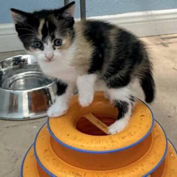 Domestic Short Hair Cats Available for Adoption in Austin, Texas - Miss Marigold 3 | PetCurious