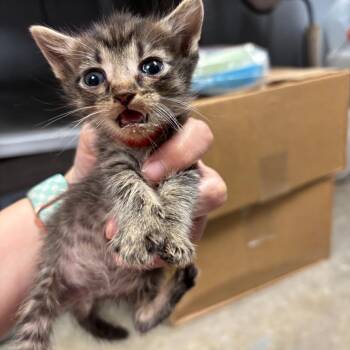 Miami K4 -  Domestic Short Hair Cat for Adoption in Saint Joseph, Missouri - Miami K4 | PetCurious