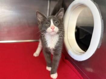 WIFI -  Domestic Short Hair Cat for Adoption in Antioch, California - WIFI | PetCurious