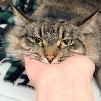 Domestic Medium Hair Cats Available for Adoption - Nala | PetCurious