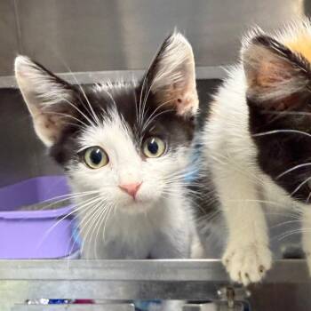 Tostitos -  American Shorthair Cat for Adoption in Spring Hill, Kansas - Tostitos | PetCurious