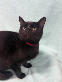 Rescue Domestic Short Hair Cats for Adoption in Denham Springs, Louisiana - Anna (Mom) | PetCurious