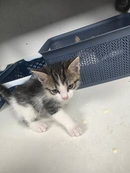 Domestic Short Hair Cats Available for Adoption in Troy, Ohio - Leo | PetCurious