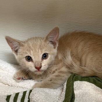 Domestic Short Hair Cats Available for Adoption in Yuma, Arizona - Lake | PetCurious
