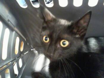 A1266682 -  Domestic Short Hair Cat for Adoption in Charlotte, North Carolina - A1266682 | PetCurious