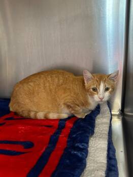 Goldie -  Domestic Short Hair Cat for Adoption in Liverpool, New York - Goldie | PetCurious