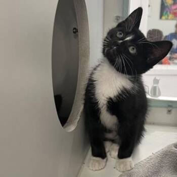 Hazelnut -  Domestic Short Hair Cat Available for Adoption in Voorhees Township, New Jersey - Hazelnut | PetCurious