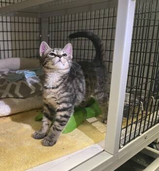 Tea Rose -  Domestic Short Hair Cat Available for Adoption in Raleigh, North Carolina - Tea Rose | PetCurious