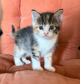 Tansy -  Domestic Short Hair Cat for Adoption in Columbia, Illinois - Tansy | PetCurious