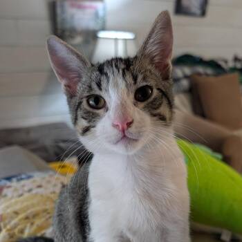 Decks -  Domestic Short Hair Cat for Adoption in Sonora, California - Decks | PetCurious