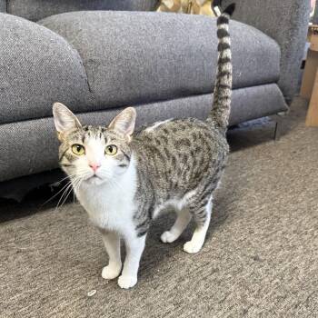 Rescue Tabby and Domestic Short Hair Cats for Adoption in Antioch, California - Jacquie | PetCurious