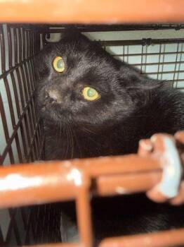Domestic Short Hair Cats Available for Adoption - Ninja | PetCurious