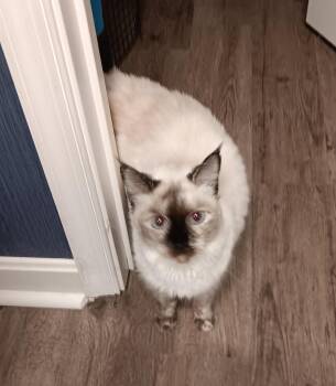 Lady B -  Ragdoll and Siamese Cat for Adoption in North East, Maryland - Lady B | PetCurious