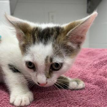 Milo -  Domestic Short Hair Cat Available for Adoption in Corpus Christi, Texas - Milo | PetCurious
