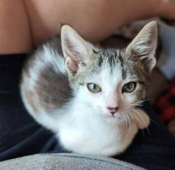 Timmy -  Domestic Short Hair Cat for Adoption in Sioux Falls, South Dakota - Timmy | PetCurious