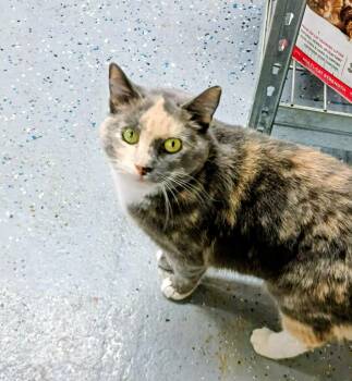 Domestic Short Hair and Calico Cats Available for Adoption - Sweetie Pie | PetCurious