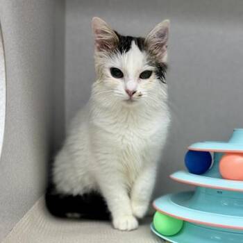 Domestic Medium Hair Cats Available for Adoption - Millie | PetCurious