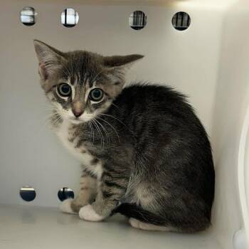 Tiger 26-07-034 -  Domestic Short Hair Cat for Adoption in Bastrop, Texas - Tiger 26-07-034 | PetCurious