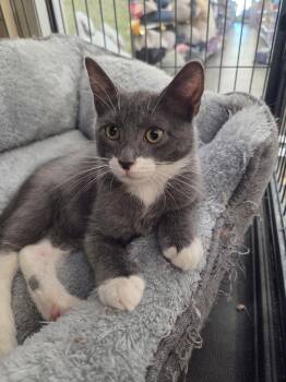 BISCOTTI -  Domestic Short Hair Cat for Adoption in Smithtown, New York - BISCOTTI | PetCurious