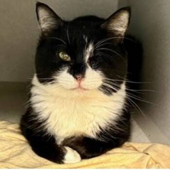 Rescue Domestic Short Hair Cats for Adoption in New York, New York - Milono | PetCurious