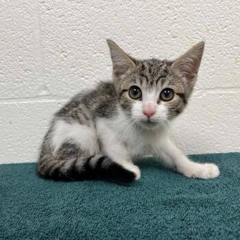 SVAS-Stray-38793 -  Domestic Short Hair Cat for Adoption in Lyndhurst, Virginia - SVAS-Stray-38793 | PetCurious