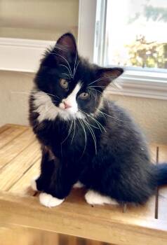 Maine Coon and Domestic Long Hair Cats Available for Adoption in San Anselmo, California - Oscar | PetCurious