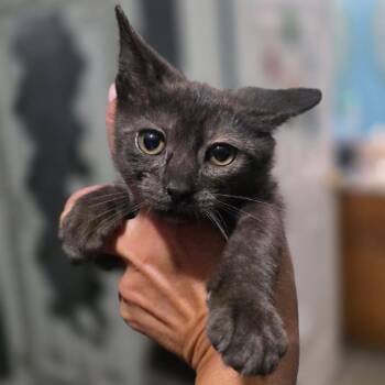 0826-04 Hansel -  Domestic Short Hair Cat for Adoption in Abingdon, Maryland - 0826-04 Hansel | PetCurious