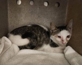 A143463 -  Domestic Short Hair Cat for Adoption in Burbank, California - A143463 | PetCurious