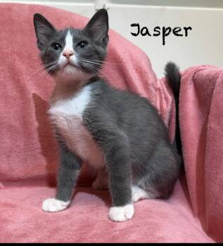 Jasper -  Domestic Short Hair Cat for Adoption in Pawleys Island, South Carolina - Jasper | PetCurious