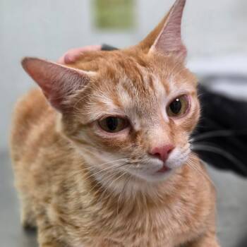 Alberta -  Domestic Short Hair Cat for Adoption in Charleston, West Virginia - Alberta | PetCurious