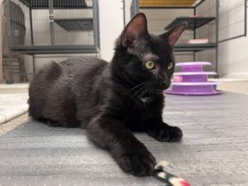 Rescue Domestic Short Hair Cats for Adoption in Thurmont, Maryland - Joey | PetCurious
