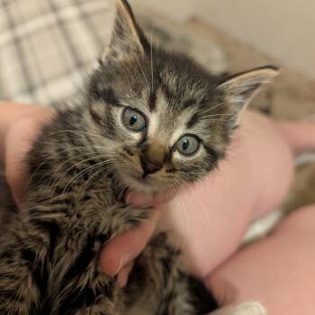 Rescue Domestic Short Hair Cats for Adoption in Rochester, Minnesota - Baby | PetCurious