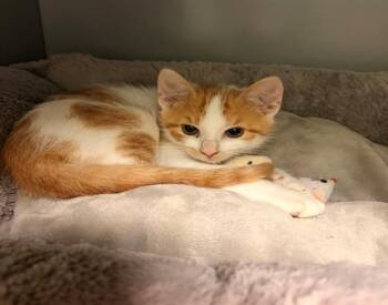 SARGASSUM -  Domestic Short Hair Cat for Adoption in Leesburg, Virginia - SARGASSUM | PetCurious