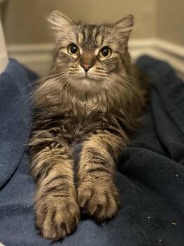 Domestic Long Hair and Tabby Cats Available for Adoption in Chandler, Arizona - Poppy Le Fleur | PetCurious