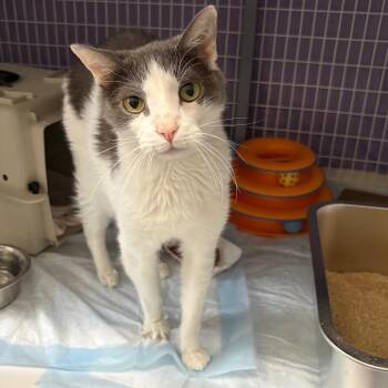 Lily 8 -  Domestic Short Hair Cat for Adoption - Lily 8 | PetCurious