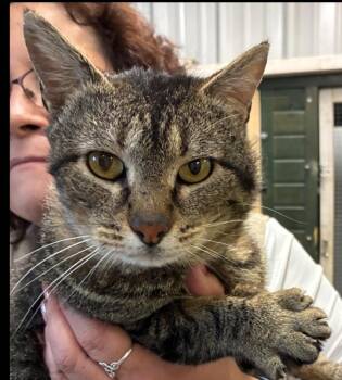 Domestic Short Hair Cats Available for Adoption in Lafayette, Colorado - Milton | PetCurious