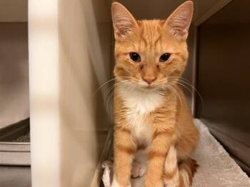 ORANGUTAN -  Domestic Short Hair Cat for Adoption in Colorado Springs, Colorado - ORANGUTAN | PetCurious